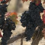 wine34