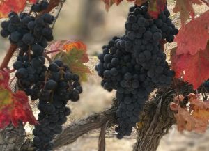 wine34